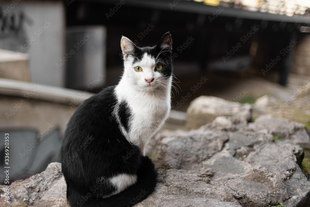 a street cat with black and white spots sits on a stone and looks away.