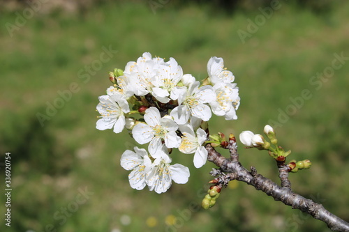 Cerisier en fleur 