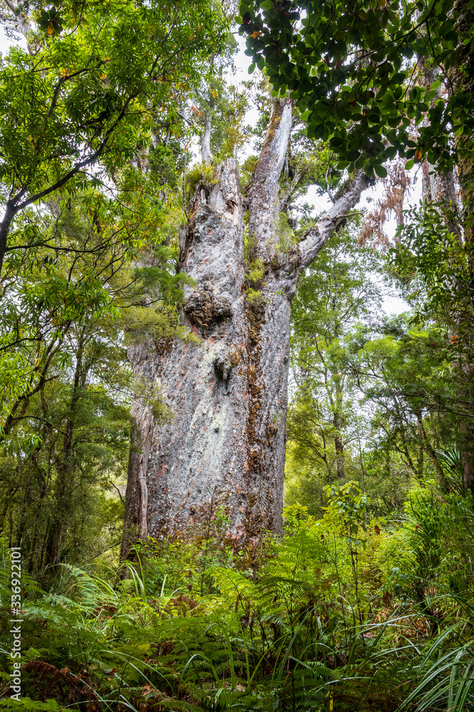 Kauri protected tree in New Zealand