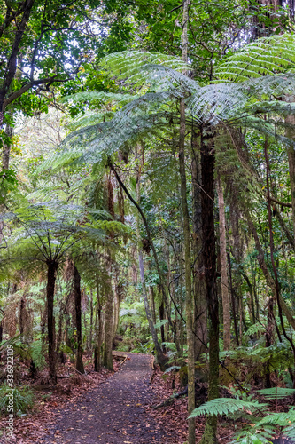 Forest at Kauri reserve in New Zealand.