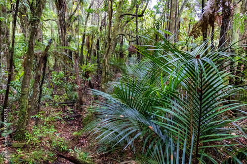 Forest at Kauri reserve in New Zealand.