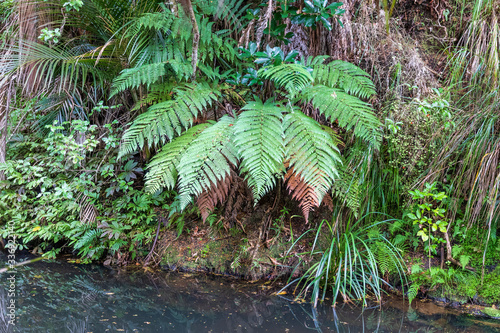 Forest at Kauri reserve in New Zealand.