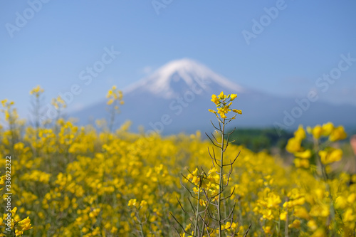 菜の花と富士山