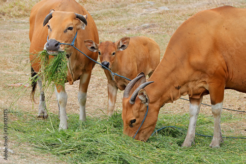 Bali cattle cows and calf - domesticated wild cattle  Javan banteng  from Bali  Indonesia.