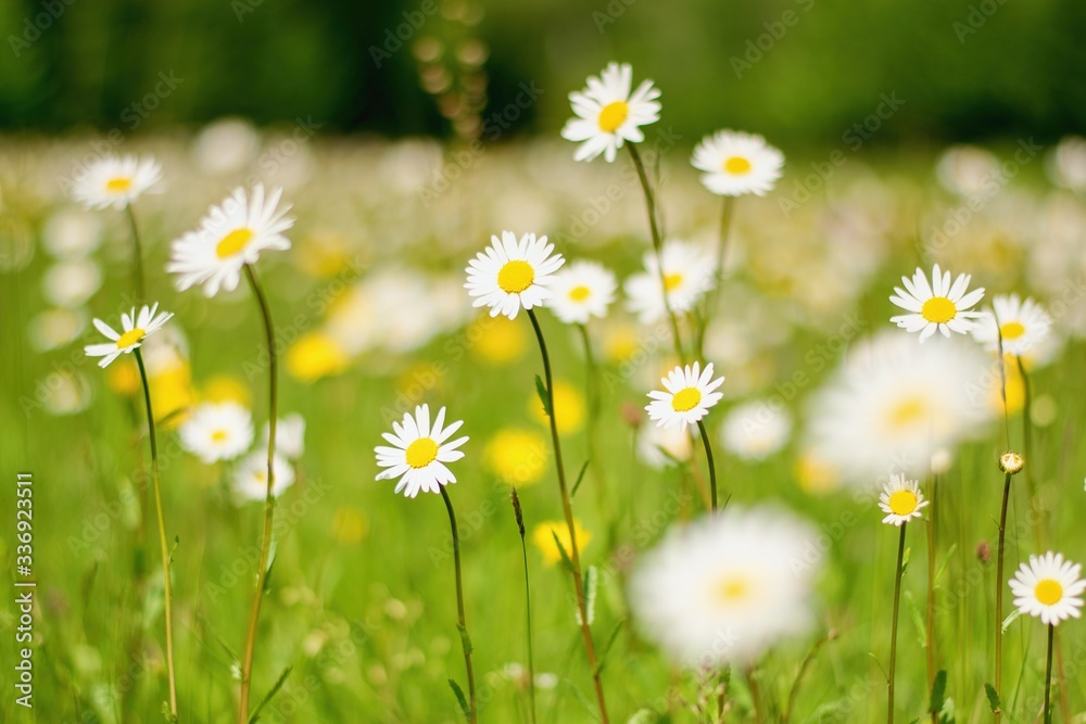 Beautiful summer landscape, wild daisy flowers in the meadow. Beautiful summer landscape, wild daisy flowers in the meadow.