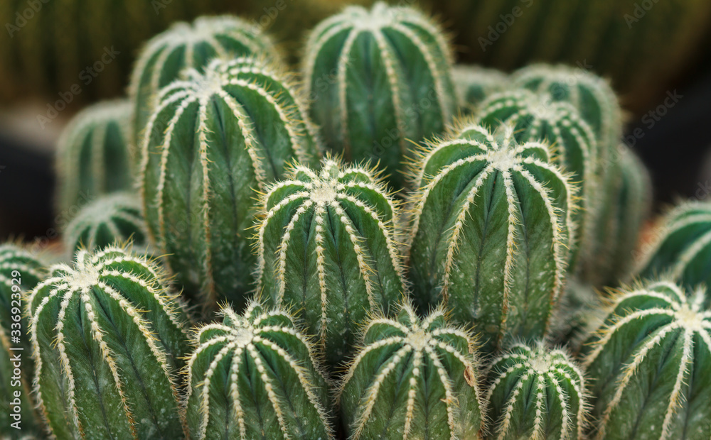 Close up of cactus to show detail of spiky. Close up of cactus to show detail of spiky.