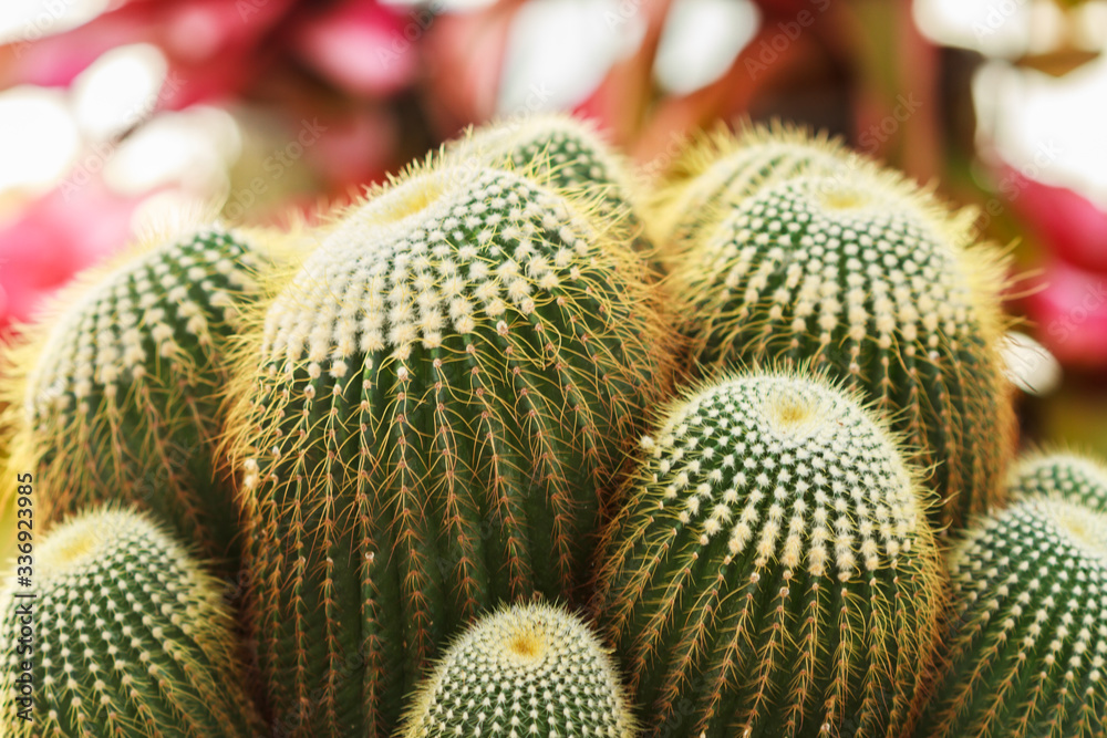 Close up of cactus to show detail of spiky. Close up of cactus to show detail of spiky.