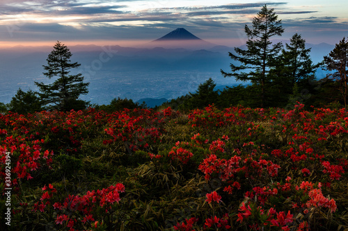 甘利山から望むツツジと富士山 photo