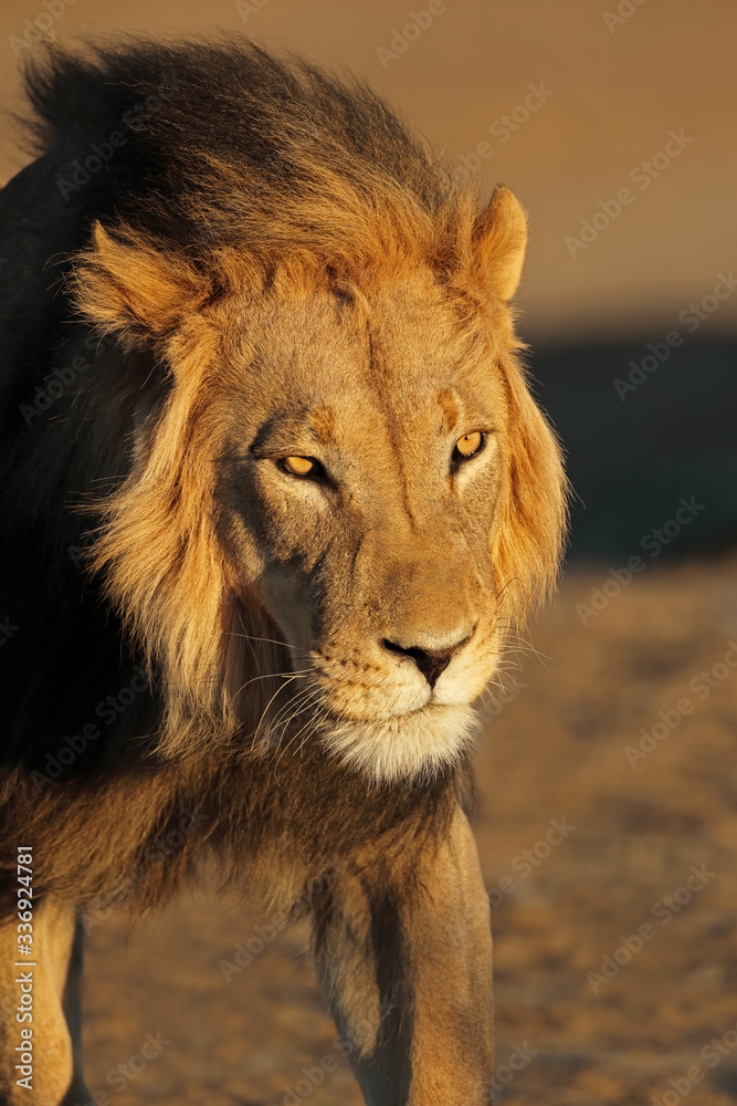 Fototapeta premium Portrait of a big male African lion (Panthera leo) in late afternoon light, Kalahari desert, South Africa.