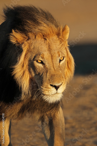 Fototapeta Naklejka Na Ścianę i Meble -  Portrait of a big male African lion (Panthera leo) in late afternoon light, Kalahari desert, South Africa.
