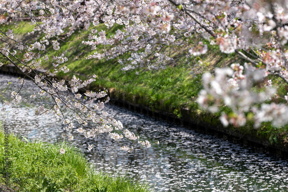 海老川沿いの桜 千葉県船橋市 日本 海老川沿いの桜 千葉県船橋市 日本
