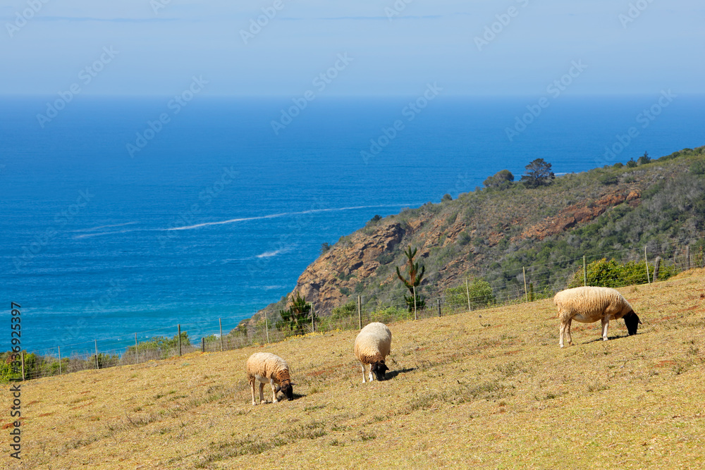 Sheep grazing on coastal pasture of a rural farm, South Africa. Sheep grazing on coastal pasture of a rural farm, South Africa.