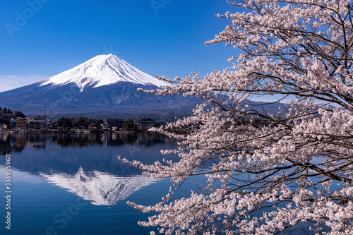 河口湖畔から望む桜と富士山