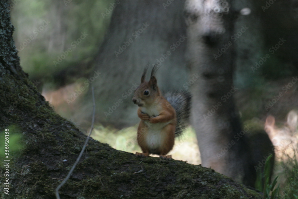 Eurasian red squirrel (Sciurus vulgaris) in forest Eurasian red squirrel (Sciurus vulgaris) in forest