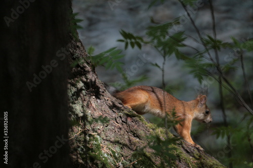 Eurasian red squirrel  Sciurus vulgaris  in forest