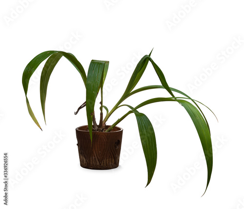 green plant in flowerpot on white background.