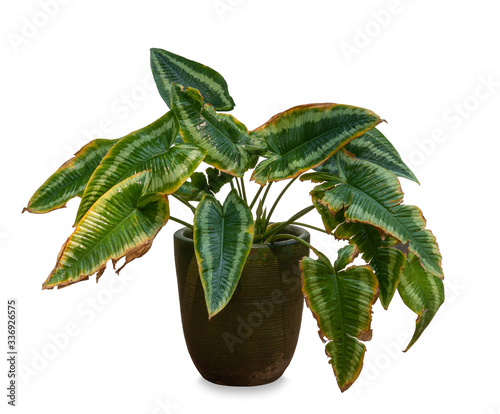green plant in flowerpot on white background.
