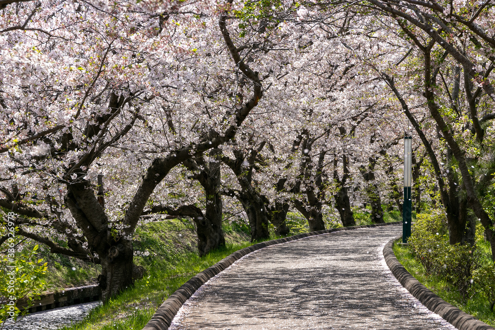 海老川沿いの桜 千葉県船橋市 日本 海老川沿いの桜 千葉県船橋市 日本