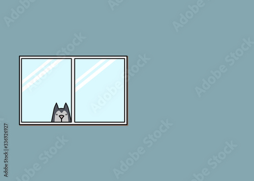 the dog looking out side the windows