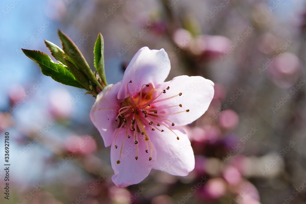 Fototapeta premium pink flower on a peach tree SONY DSC
