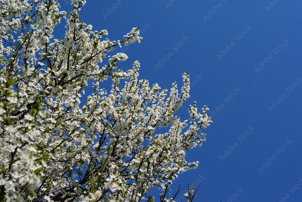 white flowers on a tree blue sky SONY DSC white flowers on a tree blue sky SONY DSC