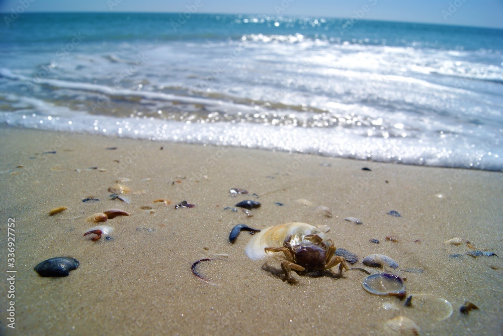 crab sits on a shell by the sea SONY DSC crab sits on a shell by the sea SONY DSC