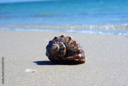 shell in the sand by the blue sea SONY DSC