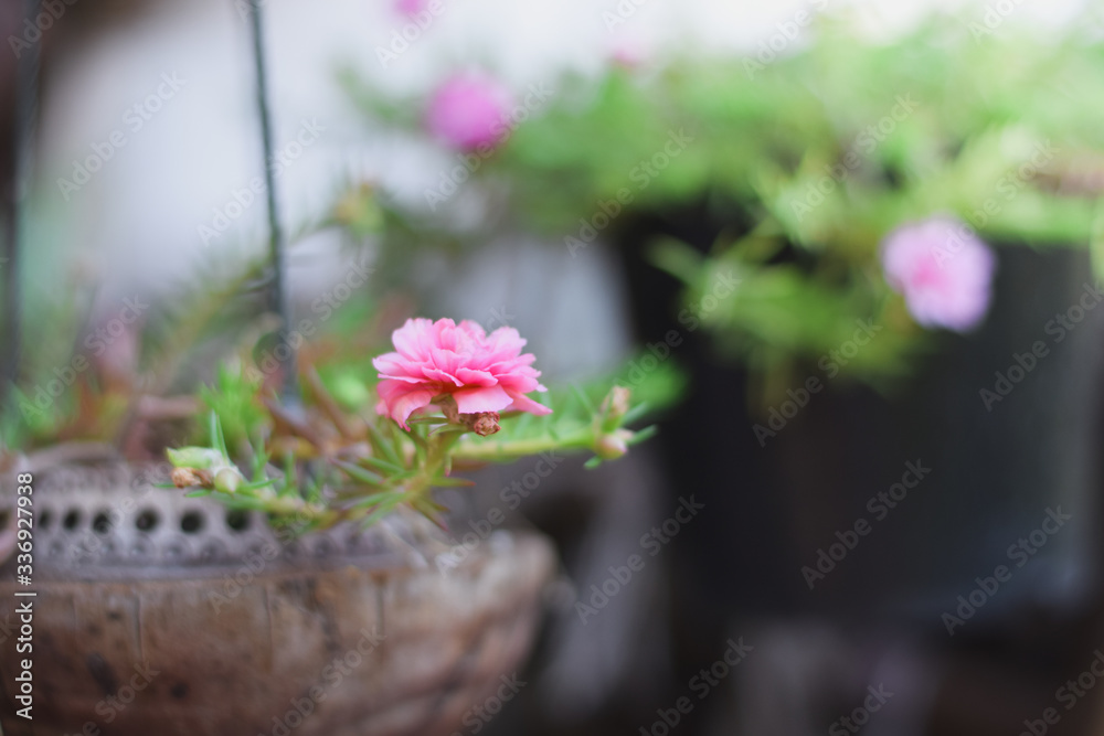 Pink flowers in a plant pot made from coconut shell