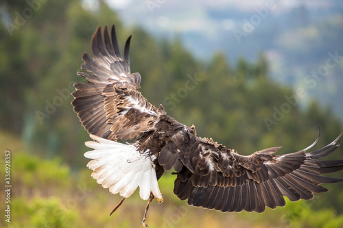 American Bald Eagle flying in Otavalo, Ecuador