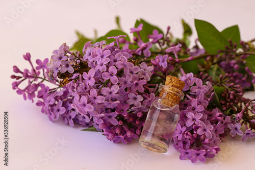 Lilac flower oil   Syringa Vulgaris