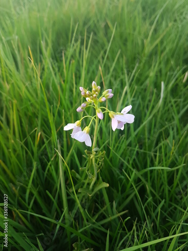 Ein kleines Blümchen zwischen gras
