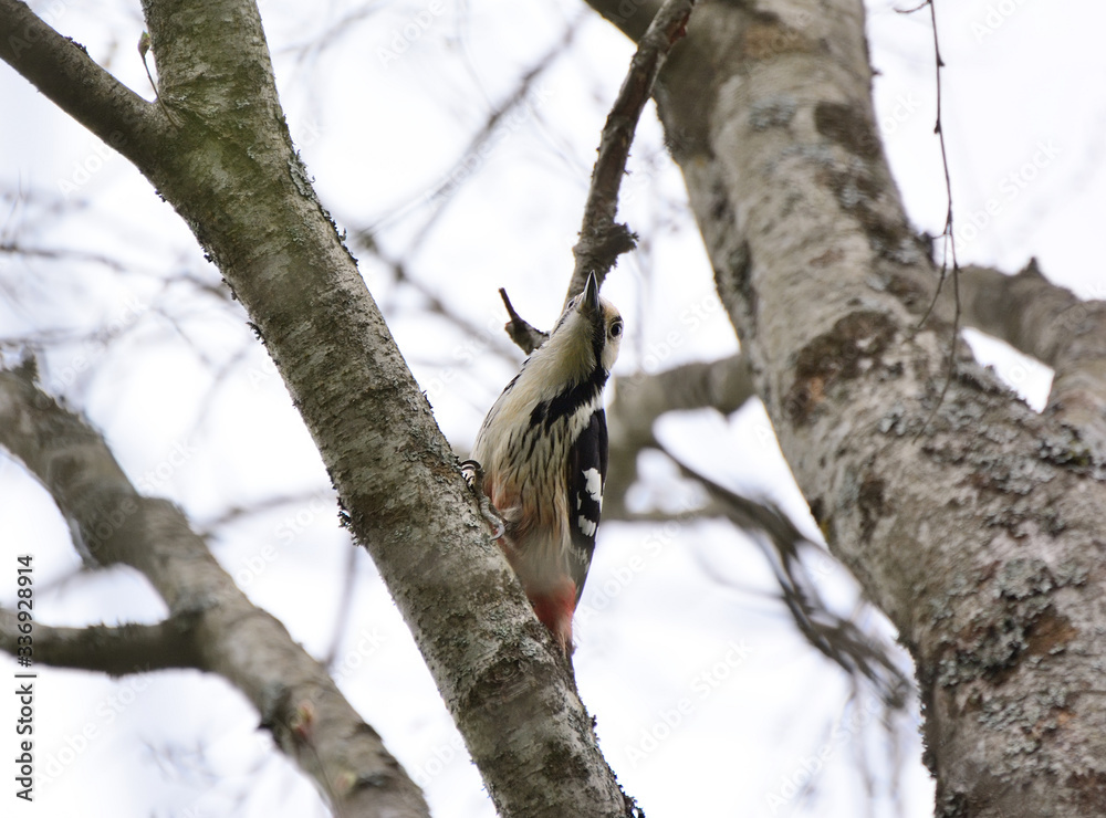 Fototapeta premium Woodpecker and his nest. Green forest background. Bird: Middle Spotted Woodpecker.