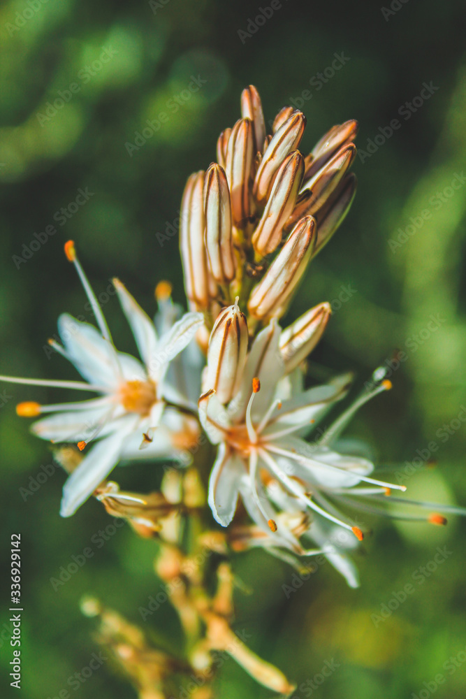 Fototapeta premium Asphodelus with white flowers in Mallorca, Spain