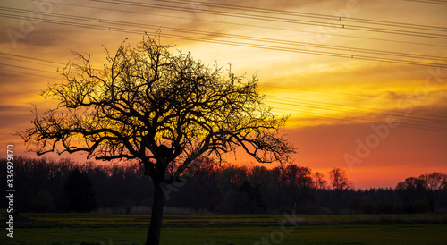 silouette of a tree with orange yellow sky in the background