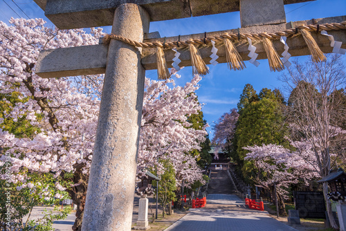 仙台の東照宮神社と桜 photo