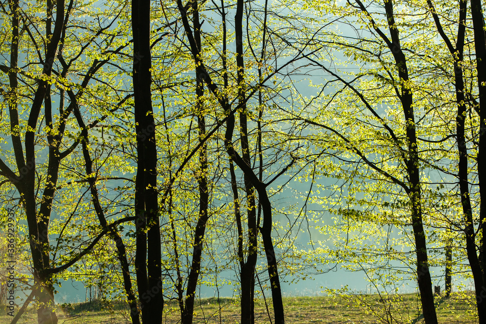 Spring green forest. Lots of young trees casting shadows, Sunrise in a beautiful forest in Moldova,Europe. Beautiful green Landscape. Nature. Spring green forest. Lots of young trees casting shadows, Sunrise in a beautiful forest in Moldova,Europe. Beautiful green Landscape. Nature.