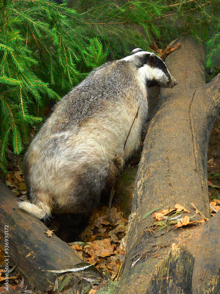 Naklejka premium European badger (Meles meles) near tree trunk in forest