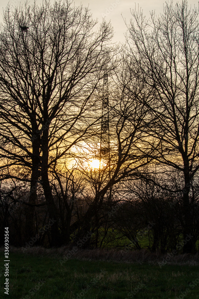 silouette of a tree with orange yellow sky in the background silouette of a tree with orange yellow sky in the background