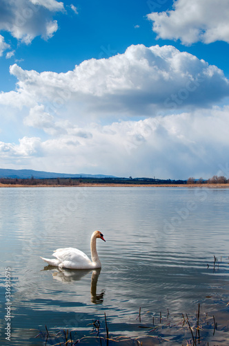 White majestic swan swim ahead in rippling water. Mute Swan the middle of the water. Drops on wet head. Smooth background