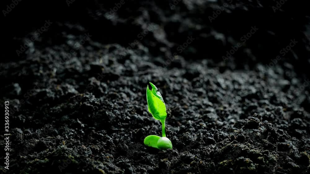 Growing Plants Timelapse Bean Sprout Germination New Born