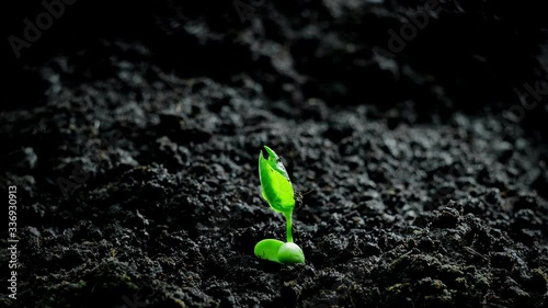 Growing Plants Timelapse Bean Sprout Germination New Born