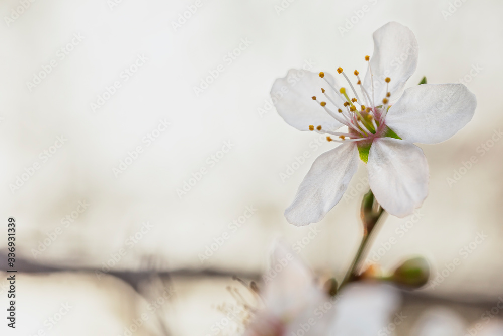 European plum (Prunus domestica) flowers on orange sunset background. White flowers of fruit trees. Spring concept. Flowering gardens. Garden in spring. Flowering branches of gardens. European plum (Prunus domestica) flowers on orange sunset background. White flowers of fruit trees. Spring concept. Flowering gardens. Garden in spring. Flowering branches of gardens.
