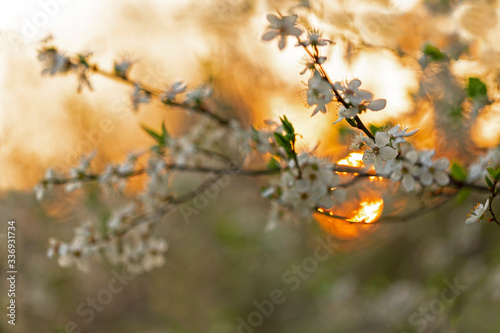 European plum (Prunus domestica) flowers on orange sunset background. White flowers of fruit trees. Spring concept. Flowering gardens. Garden in spring. Flowering branches of gardens.
