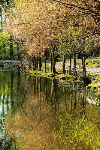 Fototapeta Naklejka Na Ścianę i Meble -  Picture of a lake and trees with colorful leaves on an evening in spring in Moldova. rural landscape. Summer green forest lake view. Lake water reflection. Lake in forest.