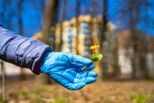 Hand in protective blue glove showing first spring flower to the camera. Blurred background with high building. Quarantine time. Coronavirus epidemic. COVID-19 and coronavirus. Pandemic.