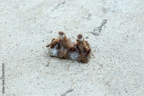 Ants eating bone waste on the road 