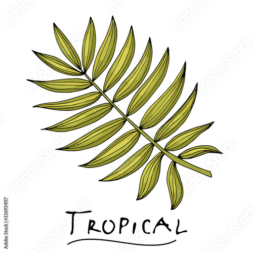 A tropical or forest pinnate leaf with many shades of green, ovoid type with cuts. Sketch inscription topical. Isolated on a white background.