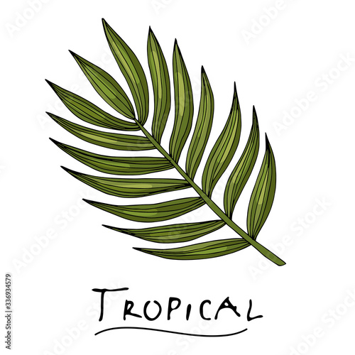 A tropical or forest pinnate leaf with many shades of green, ovoid type with cuts. Sketch inscription topical. Isolated on a white background.