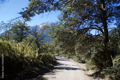 dirt road in the forest
