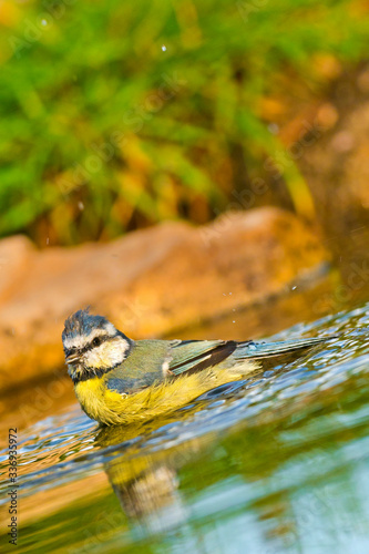 Blue Tit, Parus caeruleus, Herrerillo Común, Forest Pond, Castilla y León, Spain, Europe photo